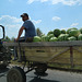 Watermelons, on the move