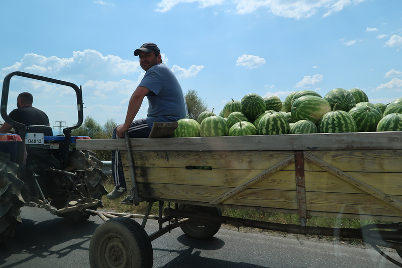 Watermelons, on the move