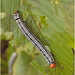 IMG 6632 Caterpillar