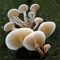 Porcelain fungus ~ Porseleinzwam (Mucidula mucida ~ Oudemansiella mucida)...