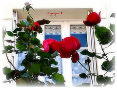 Ces roses pour vous pour un bon dimanche !