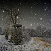 Mein Winternachtstraum - My winter night's dream - PiP