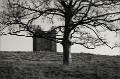 Cage Tree at Lyme Park
