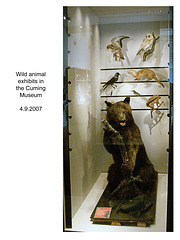Wild animal display in the Cuming Museum 4 9 2007