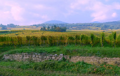 Elsass-Weinfelder bei Bergheim
