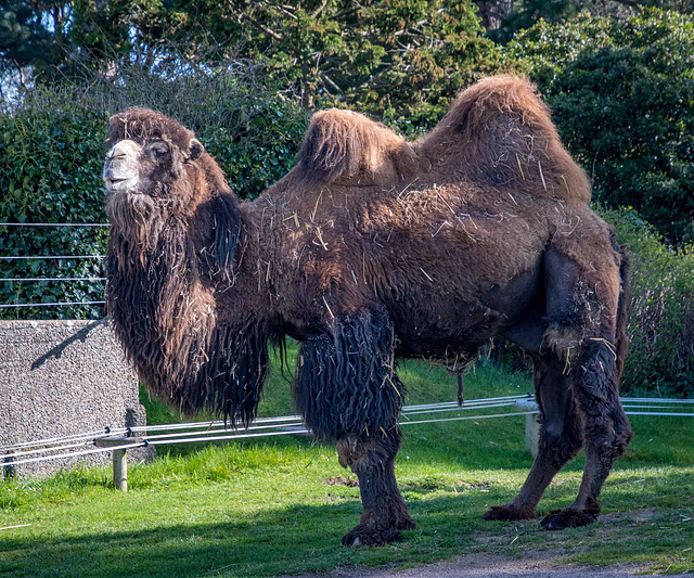 A bactrian  camel at the Welsh mountain zoo