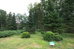 Im Arboretum Trostjanez