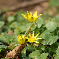 Scharbockskraut (Ficaria verna, Syn.: Ranunculus ficaria L.)