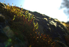 Wee Mossy Worlds