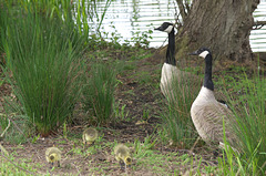 Canada Geese with triplets