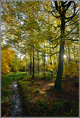 Autumn afternoon in Wykeham Forest, North Yorkshire