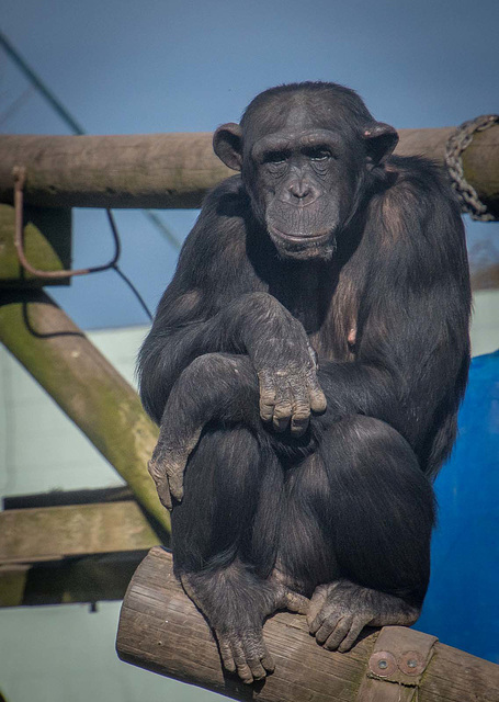 A chimp from the Welsh mountain zoo