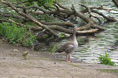 Greylag Goose with chick
