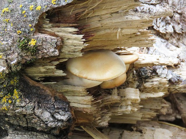 A well-camouflaged mushroom hard at work