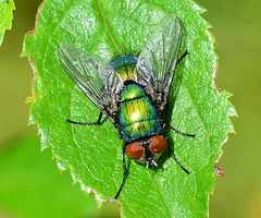 Blow-Fly,Greenbottle. Lucilia caesar