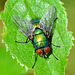 Blow-Fly,Greenbottle. Lucilia caesar