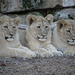 Cubs at Fort Worth Zoo