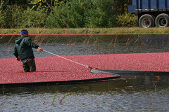 Moving the cranberries (Explored)