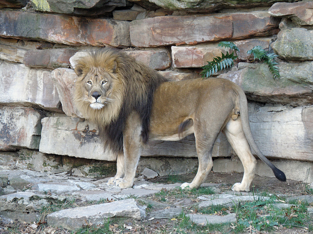 Lion at Fort Worth Zoo