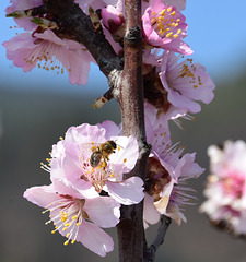 Biene in einer Mandelblüte