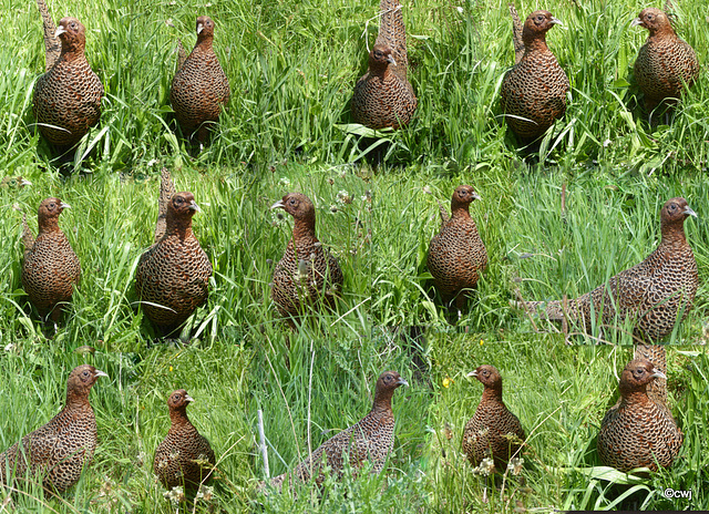 Hen pheasant in defensive postures, with her chicks in hiding nearby