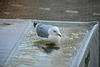 Gull discovers ice