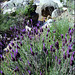 Wild lavender and mountain stream
