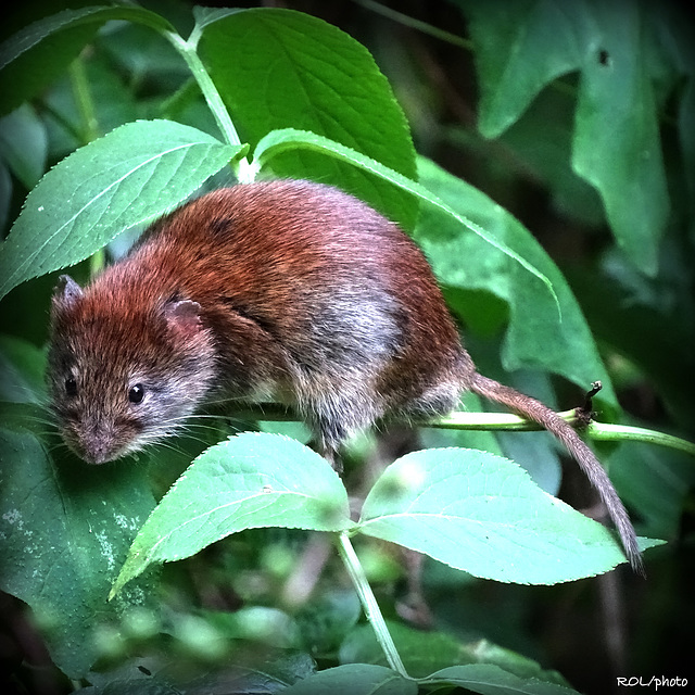 Petite souris de forêt, une rencontre qui fait battre les coeurs....mais des deux
