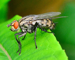 Flesh-Fly. Sarcophaga carnaria