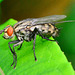 Flesh-Fly. Sarcophaga carnaria