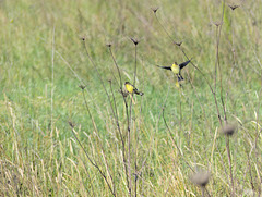 Goldfinches in a field