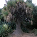Elephant-foot tree - Nolina recurvata (1014)