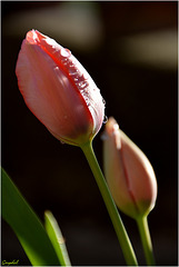 Les tulipes prennent des couleurs !