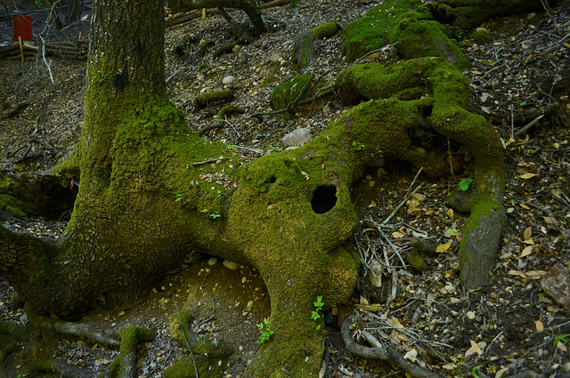 Rhodes, Roots covered by the Moss (The Butterfly Valley Park)