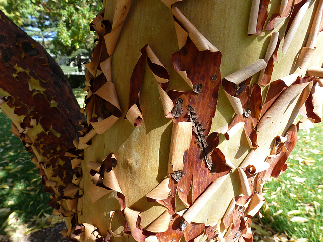 peeling eucalyptus bark