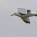 Herring Gull in Flight