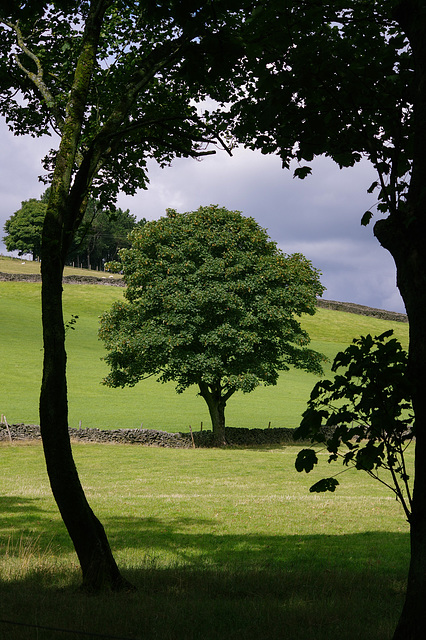 Moorfield tree