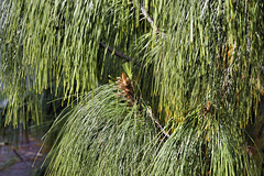 Apulca Pine, #2 – San Francisco Botanical Garden, Golden Gate Park, San Francisco, California