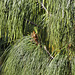 Apulca Pine, #2 – San Francisco Botanical Garden, Golden Gate Park, San Francisco, California