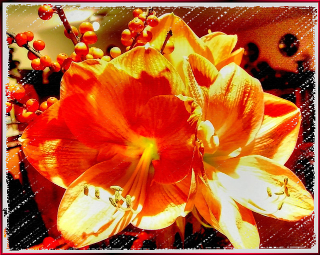 Amaryllis in orange... ©UdoSm