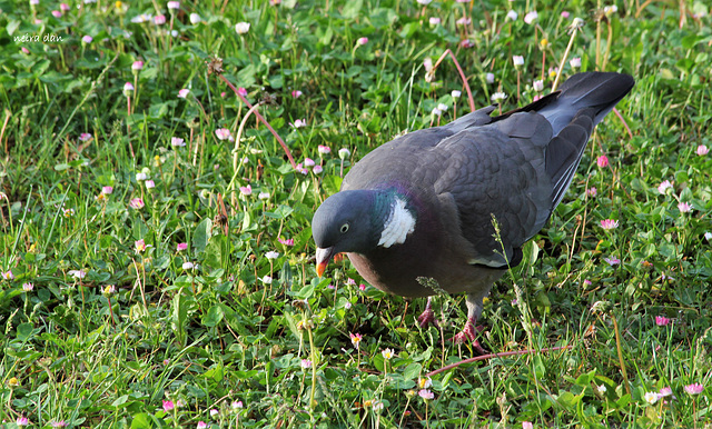 Visiteur du matin - Pigeon ramier