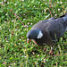 Visiteur du matin - Pigeon ramier