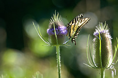 Yellow swallowtail on Teasel