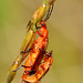 Soldier Beetles. Rhagonycha fulva