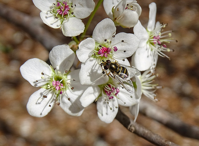Hoverfly on Bradford Pear blossom