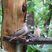 Mourning doves and red-bellied woodpecker