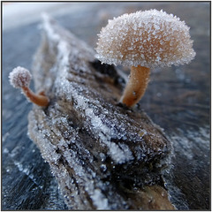 Iced fungi