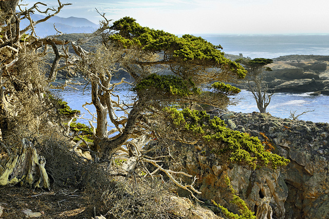 Monterey Cypress Trees – Point Lobos State Natural Reserve, California