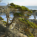 Monterey Cypress Trees – Point Lobos State Natural Reserve, California