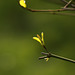 Dogwood (Cornus sanguinea)